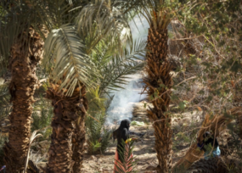 Archaeologists explore southern Moroccan oases in search of remnants of Jewish history